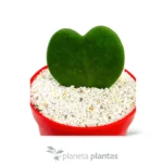 Hoya Kerrii o Pianta Cuore VASO 10 CM — foto principale