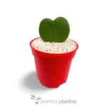 Hoya Kerrii o Pianta Cuore VASO 10 CM — vista dettaglio