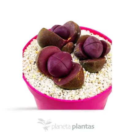 Leiospilos nelii Scala Reale