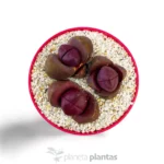 Leiospilos nelii Scala Reale — vista dettaglio