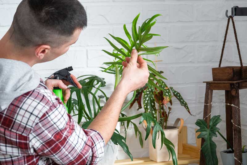 Innaffiare le piante d'appartamento - Plantes succulentes