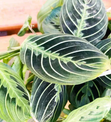 Maranta della Preghiera — foto principale