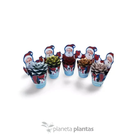 Succulente di Natale