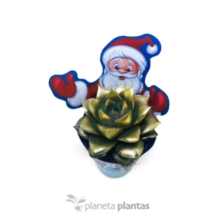 Succulente di Natale — foto principale