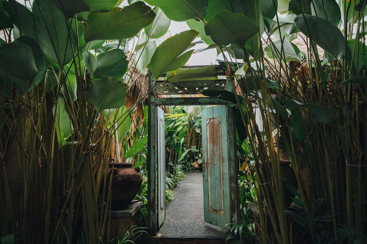 I segreti delle piante tropicali - Plantes tropicales