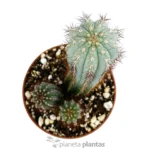 Dolce Pitaya — vista dettaglio