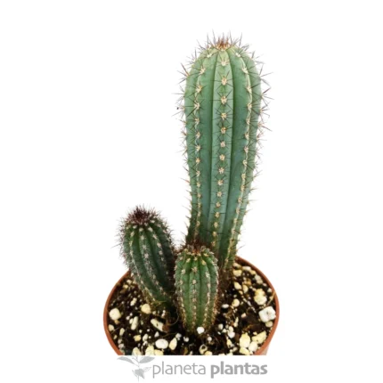 Dolce Pitaya — foto principale