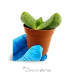 Pleiospilos nelii — vista dettaglio