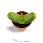 Pleiospilos nelii — foto principale
