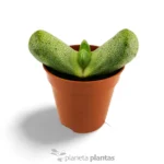 Pleiospilos nelii