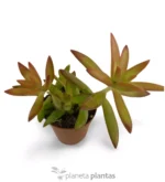 Sedum Nussbaumerianum — foto principale