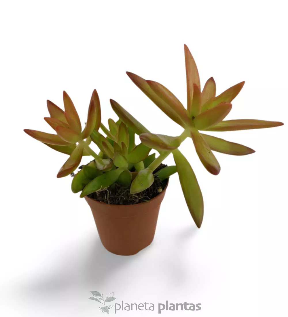 sedum-nussbaumerianum Sedum Nussbaumerianum