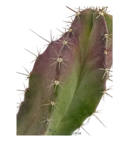 Tenocereus Pruinosus
