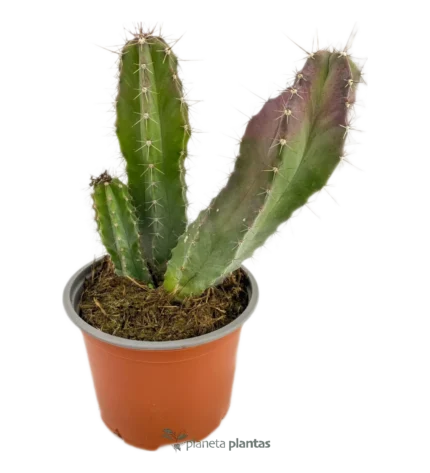 Tenocereus Pruinosus