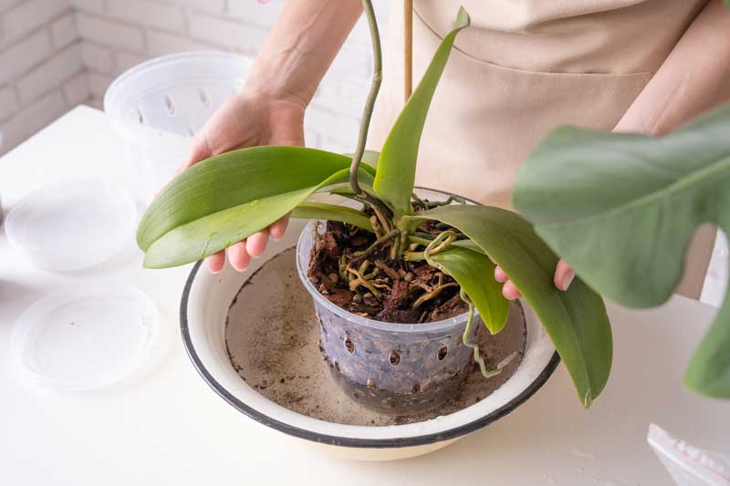 Raccomandazioni per il trapianto di piante tropicali - Plantes tropicales
