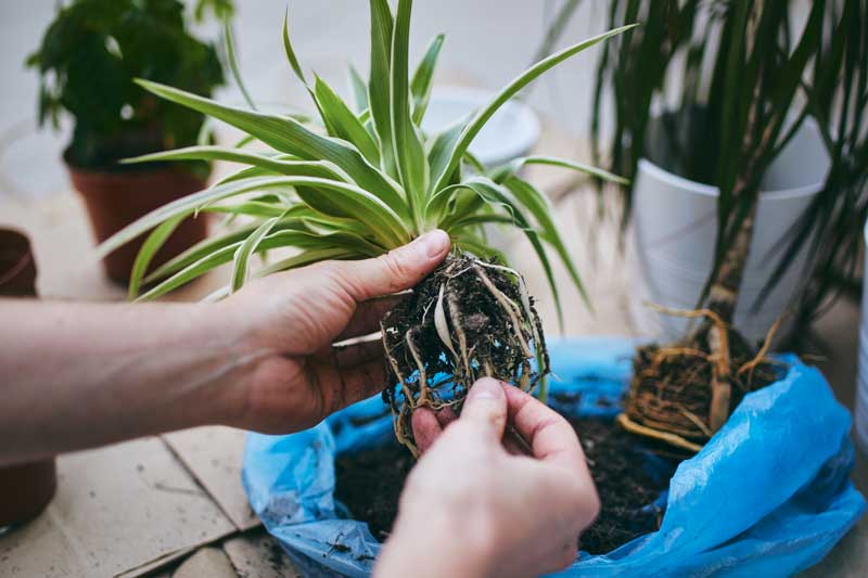 Raccomandazioni per il trapianto di piante tropicali - Plantes tropicales