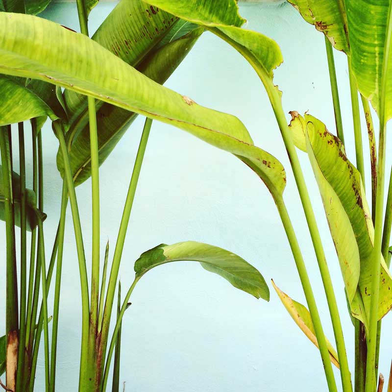 Innaffiare le piante d'appartamento - Plantes succulentes