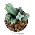 Yrtillocactus Geometrizans — foto principale