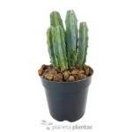 Yrtillocactus Geometrizans — vista dettaglio